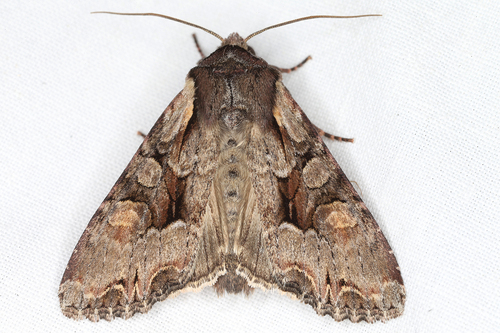 Light Brocade