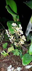 Epidendrum stamfordianum image