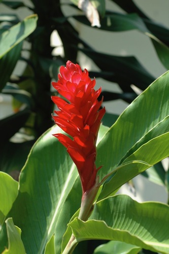 Alpinia image