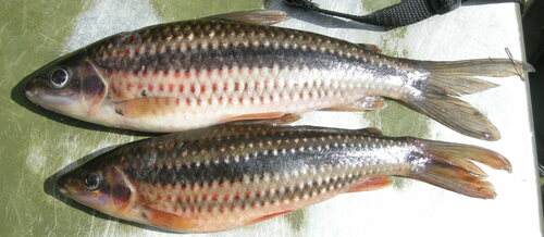 Leporinus arcus · NaturaLista Colombia