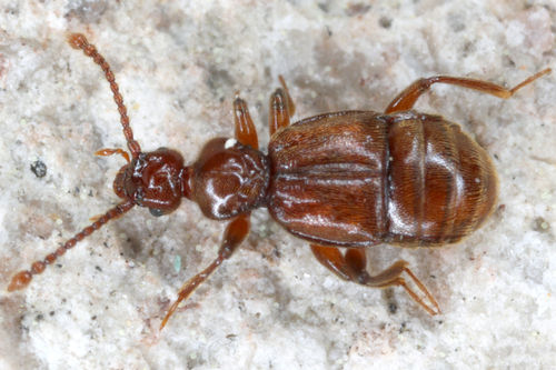 Trichonyx