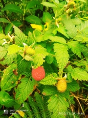 Rubus rosifolius image