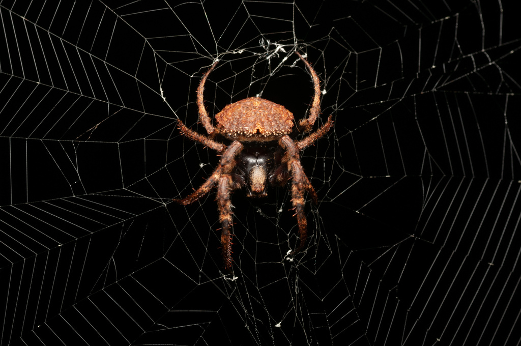 Twig Spiders from Borneo, Kuching, Sarawak, MY on December 25, 2022 at ...