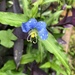Whitemouth Dayflower - Photo (c) jakkic, all rights reserved