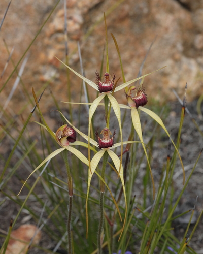 Caladenia decora Hopper & A.P.Br.