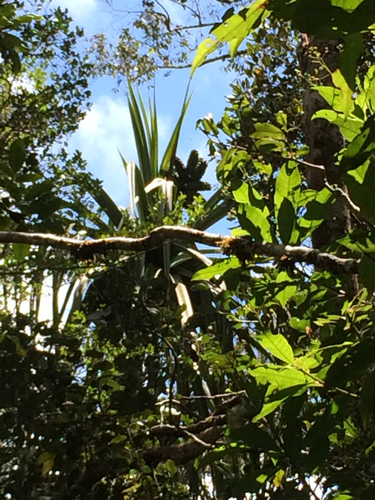 Pandanus analamazaotrensis