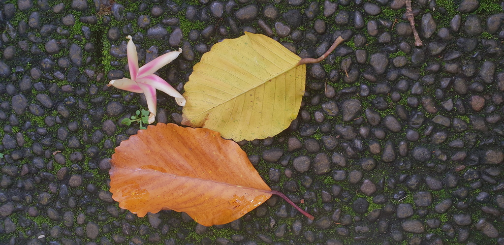 Dipterocarpus hasseltii (Dipterocarpus hasseltii)