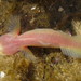 Blind Goby - Photo (c) Jeff Goddard, all rights reserved