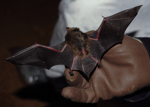 Indiana Bat