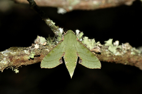 Small Verdant Hawkmoth