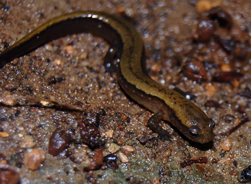 Brownback Salamander