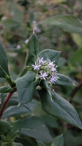 Spiracantha cornifolia