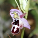 Ophrys reinholdii straussii - Photo (c) Özgür Koçak, kaikki oikeudet pidätetään, lähettänyt Özgür Koçak