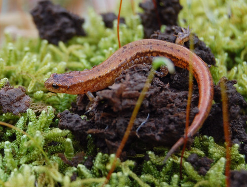 Seepage Salamander
