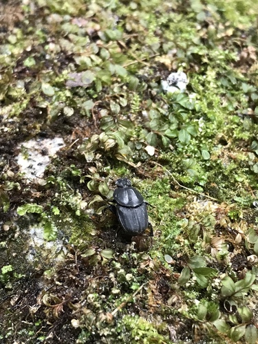Liatongus minutus