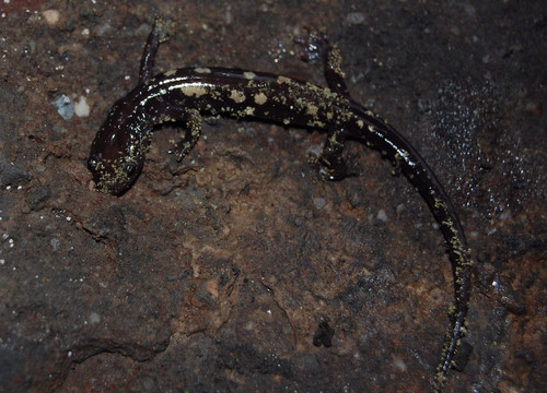 Yellow-spotted Woodland Salamander