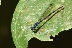 Argia oculata image
