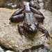 Amboina Wart Frog - Photo (c) kphhimakova, all rights reserved, uploaded by kphhimakova