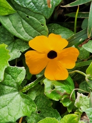 Thunbergia alata image