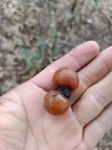 Sapindus saponaria - Leaves