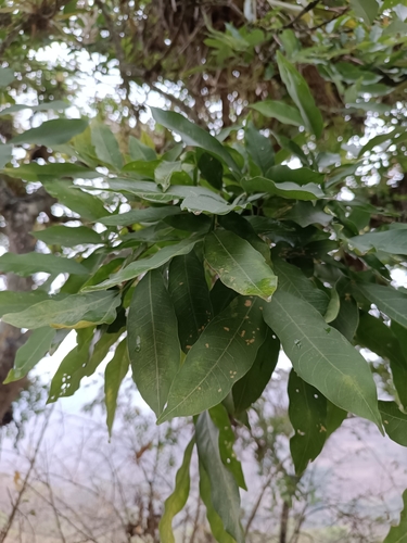 Sapindus saponaria - Leaves