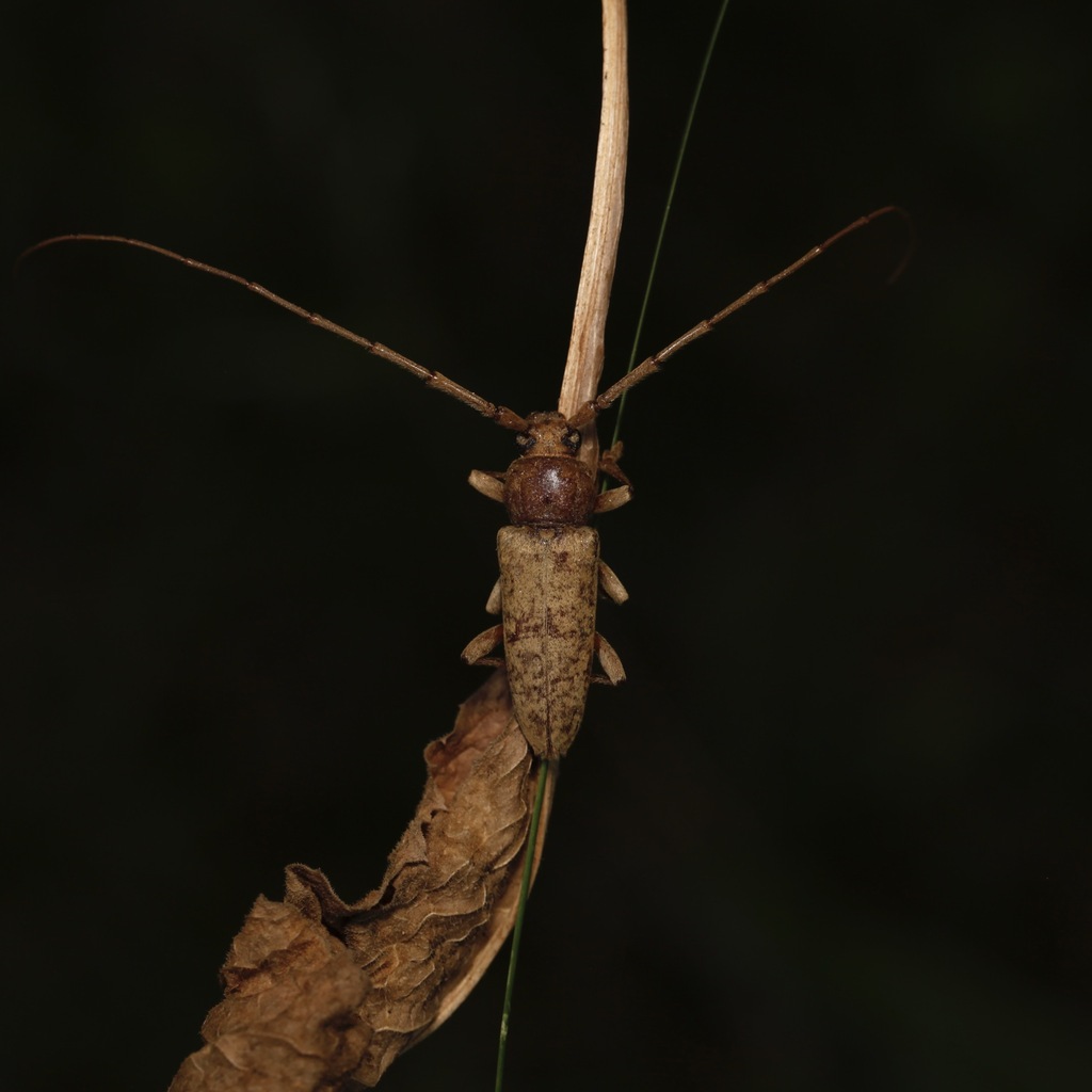 Red Oak Borer from Weymouth, MA, USA on July 19, 2022 by blocky ...