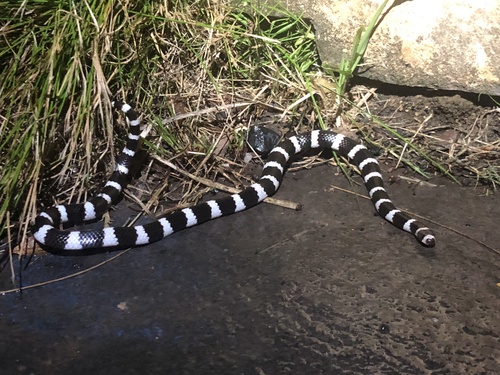 Eastern Bandy Bandy sighting