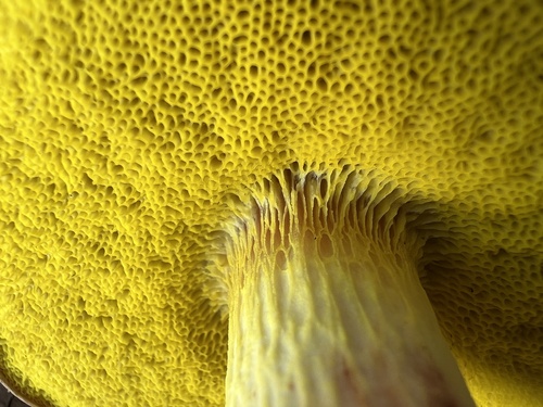 viscid bolete