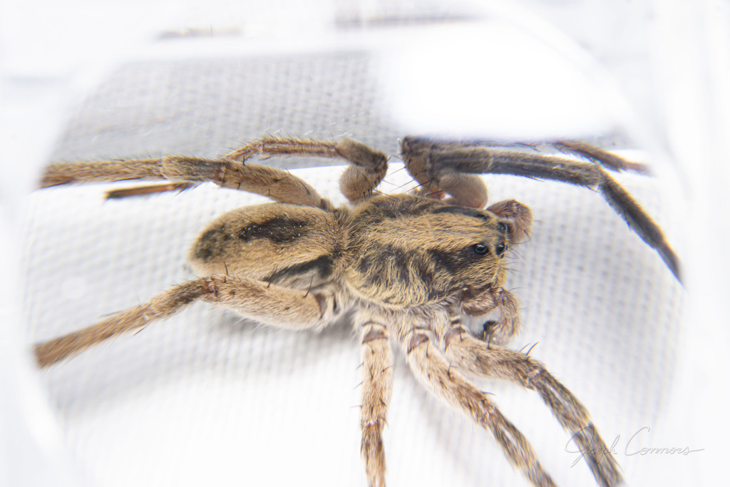 Burrowing Wolf Spiders from Mission, TX, USA on 21 October, 2022 at 10: ...