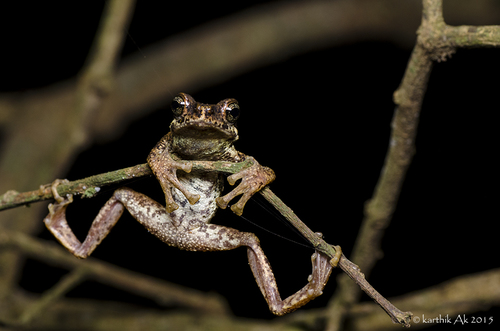 Amphibians Of India's Check List · INaturalist.org