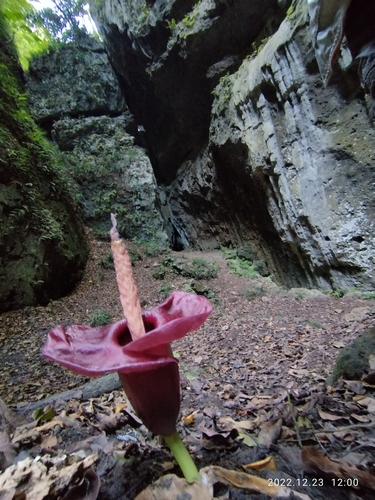 Amorphophallus henryi N.E.Br.