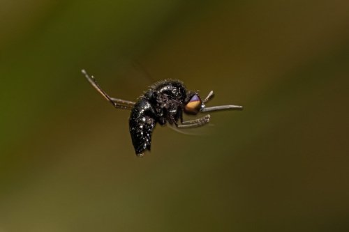 Neodischistus