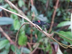 Cactophagus sanguinolentus image