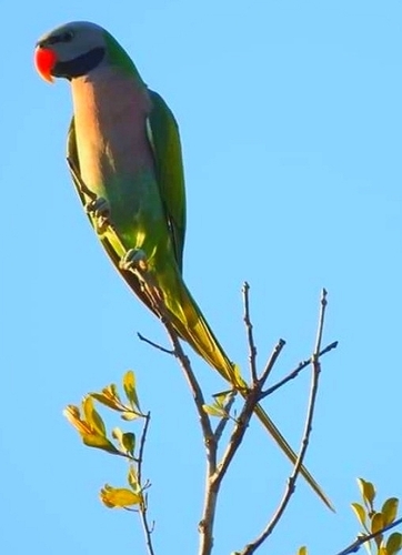 Red-breasted Parakeet