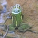 Karaavali Skittering Frog - Photo (c) Raju Kidoor, all rights reserved, uploaded by Raju Kidoor