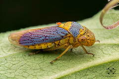 Oncometopia clarior image