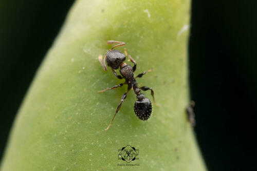 Nesomyrmex echinatinodisNesomyrmex echinatinodis