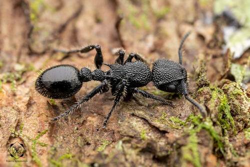 Procryptocerus batesiProcryptocerus batesi