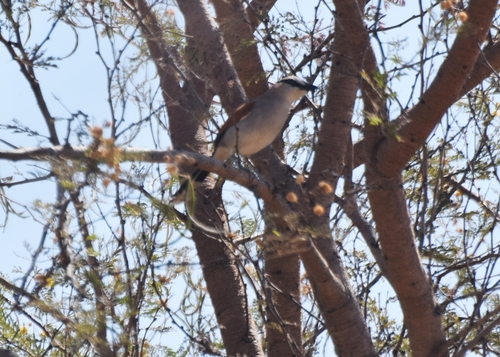 Black-crowned Tchagra