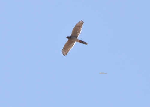 Gabar Goshawk