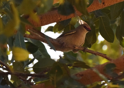 Blue-naped Mousebird