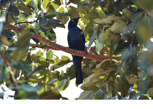 Greater Blue-eared Starling