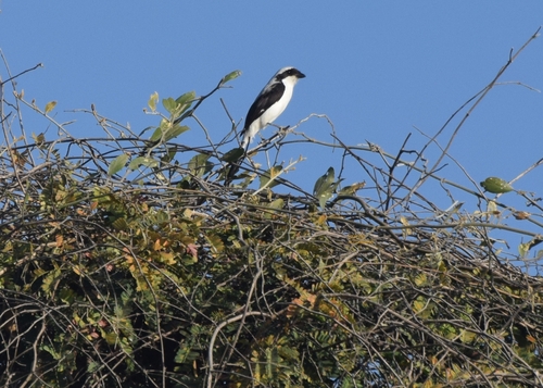 Grey-backed Fiscal