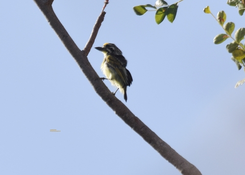 Yellow-fronted Tinkerbird