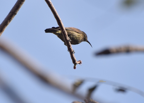 Scarlet-chested Sunbird