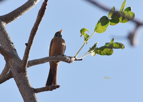 Gosling's Bunting