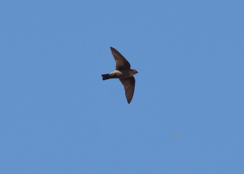 Red-throated Crag-Martin