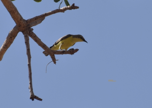 Pygmy Sunbird