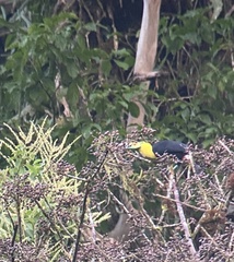Ramphastos sulfuratus image