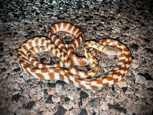 Brown Tree Snake sighting